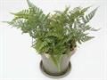 Hare’s Foot Fern